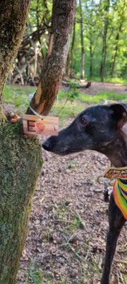 Hond ontdekt opdracht tijdens interactieve wandeling