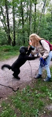 Vrouw speelt met hond tijdens zomeravondwandeling van Dog-Coach