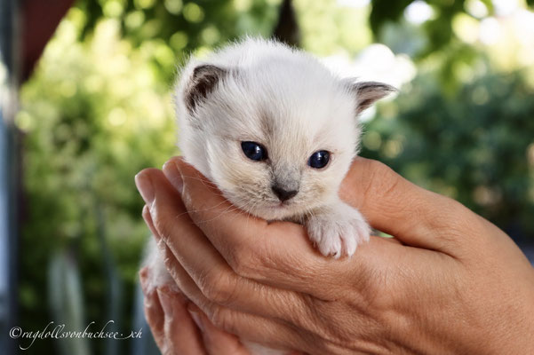 Baby schwarz