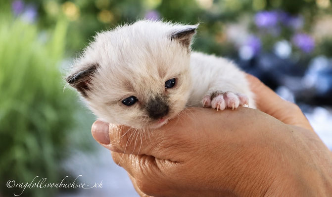 Baby hellgrün