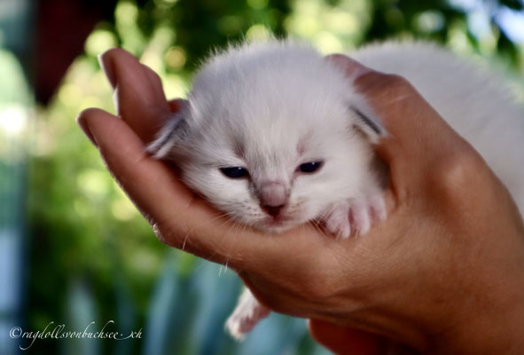 Baby grau