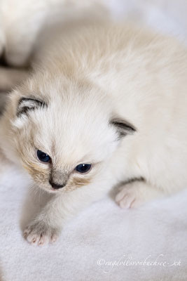 Baby schwarz