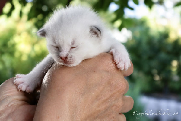 Baby beige