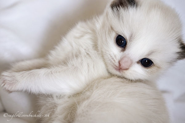 Baby blau