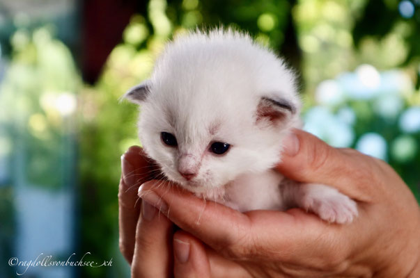 Baby rot