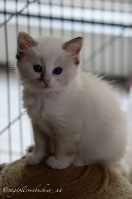 Baby blau