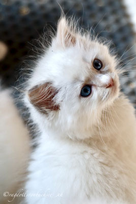 Baby schwarz