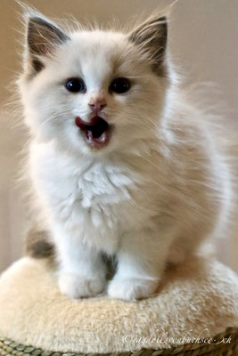 Baby orange