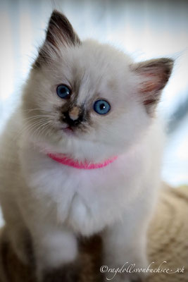 Baby pink