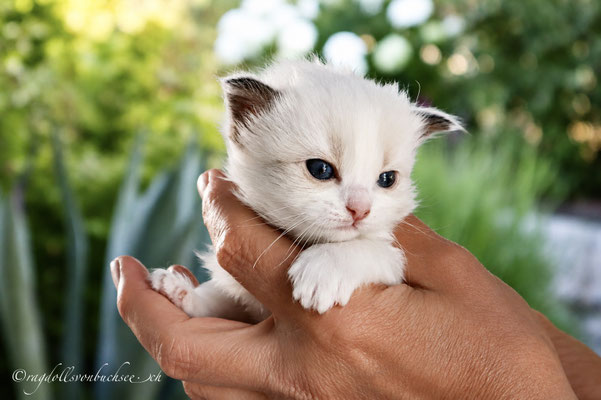 Baby blau