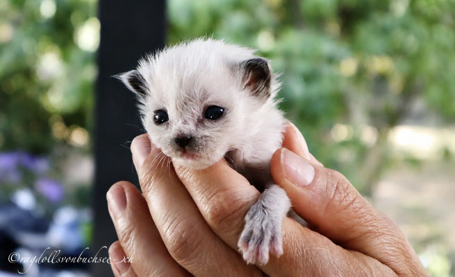 Baby dunkelgrün