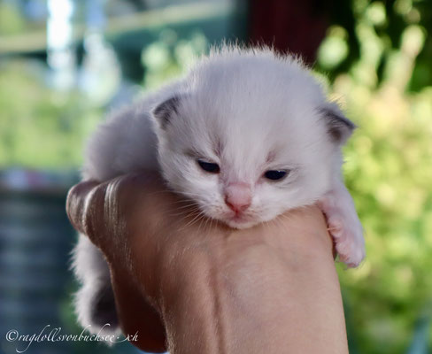 Baby gelb