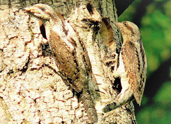 Der seltene Wendehals ist so gut getarnt, dass er nur schwer im Baum zu erkennen ist.