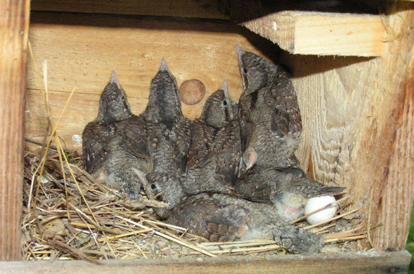 junge Wendehälse im Nistkasten (Foto: Michael Bäumler)