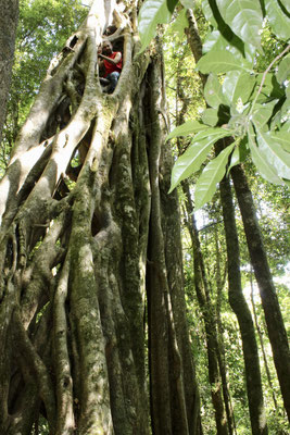 Ficusbaum, Santa Elena