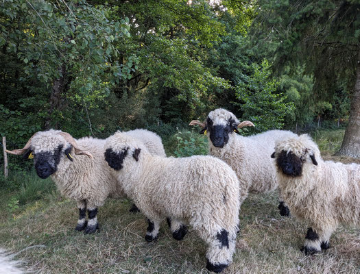 roupeau de moutons Nez Noir du Valais dans nos prairies en Vendée