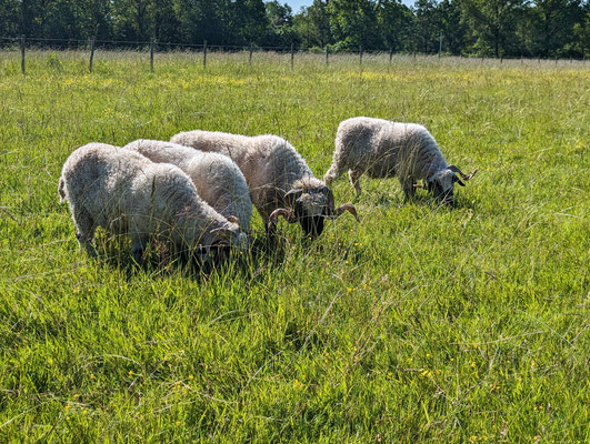 mouton cloture vendee 85