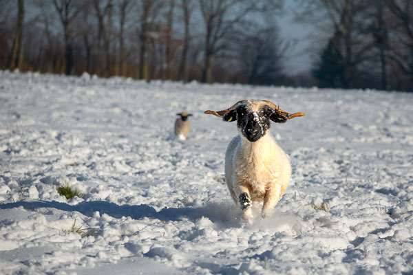 Moutons Nez Noir du Valais sous la neige en hiver