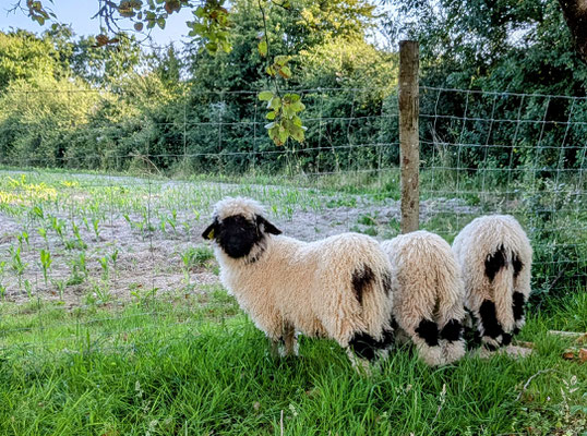 agneau nez noir du valais a vendre
