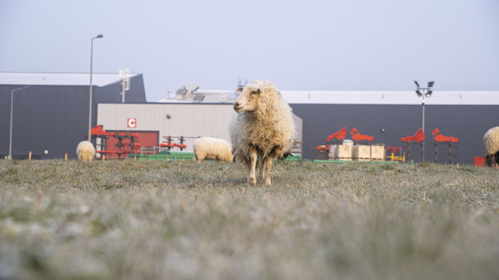 mouton ecopaturage vendee