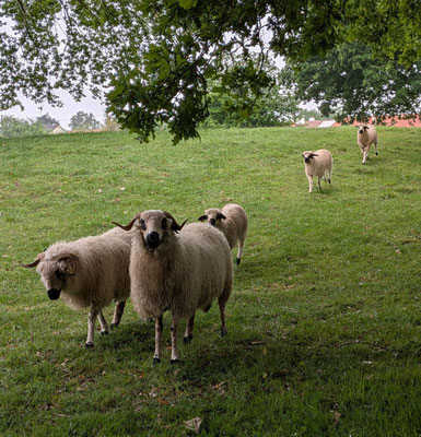 mouton site d'éco paturage vendee