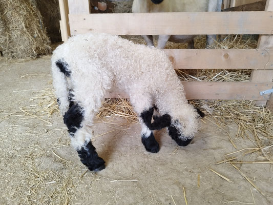 baby taches noires mouton