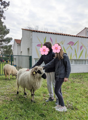 jeunes moutons college