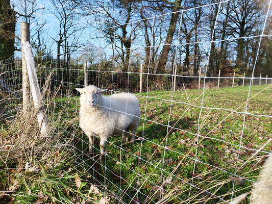 pose cloture vendee