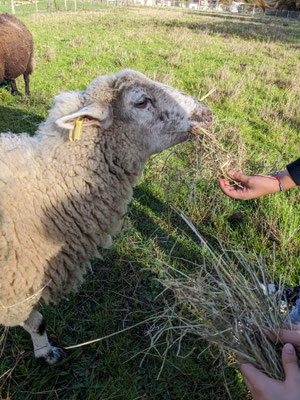 mouton foin animation
