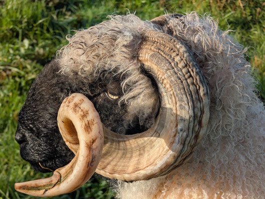 mouton du valais france