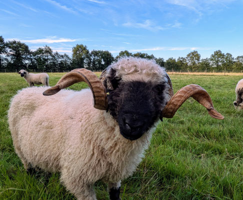 nez noir valais mouton