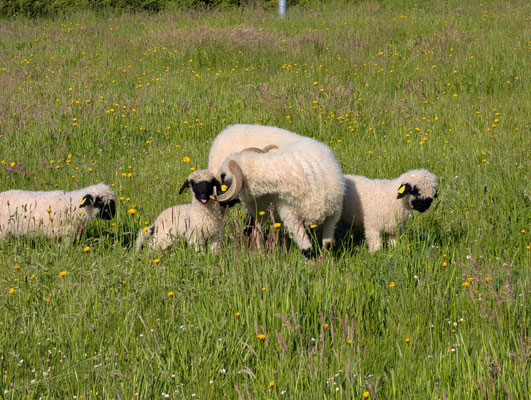 Agneaux Nez Noir du Valais dans notre élevage en Vendée