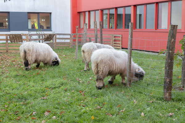 médiation animale