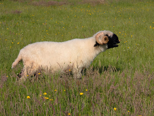Bélier Nez Noir du Valais dans notre élevage en Vendée