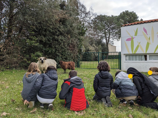 animaux mini ferme