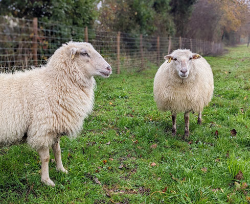 brebis vendee mouton