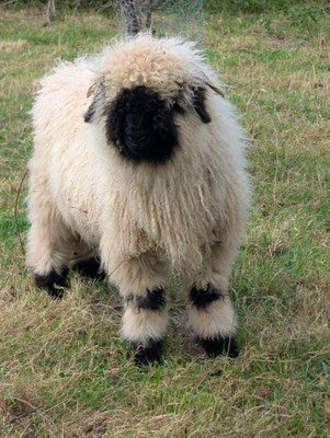 mouton nez noir vendre