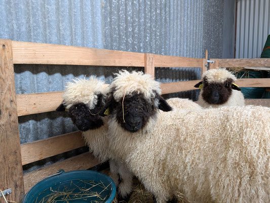 agnelle nez noir du valais a vendre