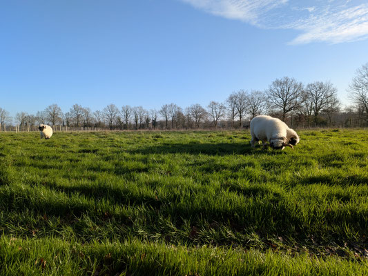 nez noir du valais a vendre vendee