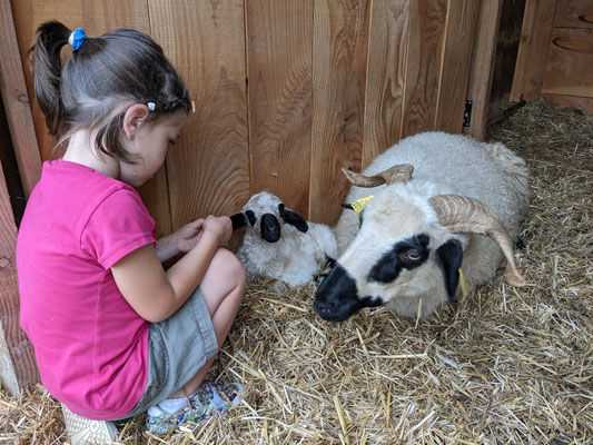 agneau avec petite fille