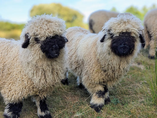 mouton animation