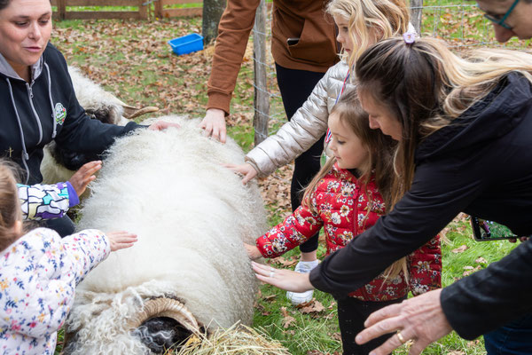 mediation animale mouton