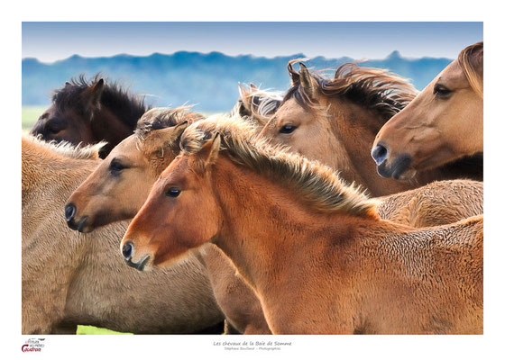 des chevaux Henson