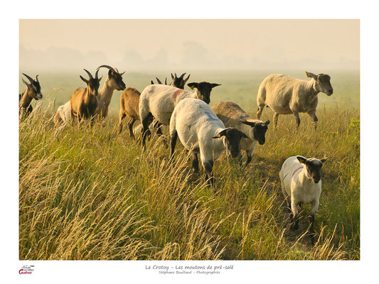 des troupeaux de moutons et de chèvres des prés salés