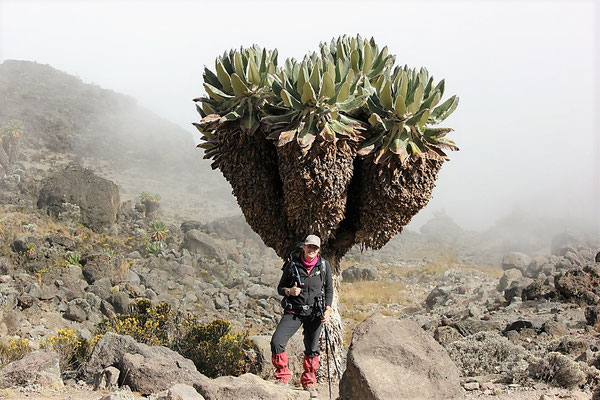 Best Kilimanjaro Company