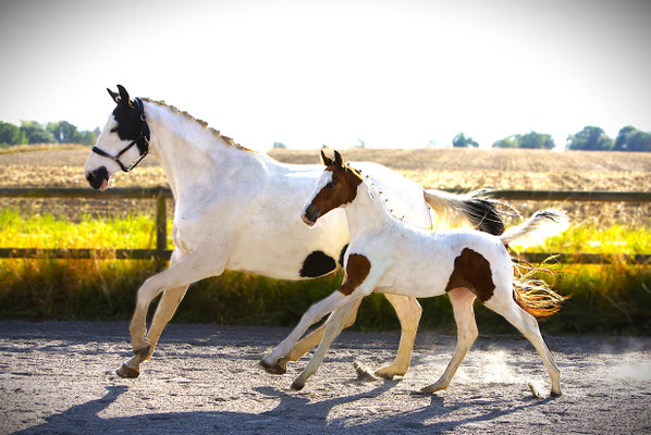 Pixel af Elestorp e Portorico VDL-Ceasar 25,5 p