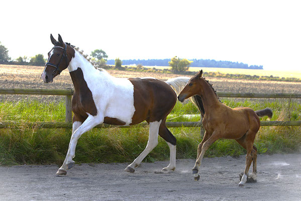 Mominette af Elestorp e Captain Cooper-Baloufino 24 p