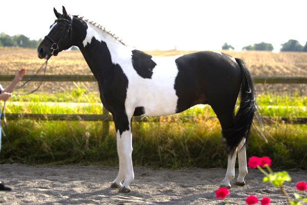 Millesimé af Elestorp e Maracaná (Millenium)-Frascino