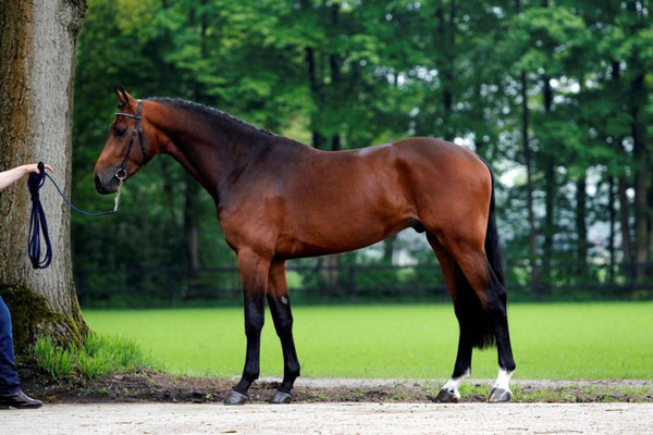 Felton VDL (ue Indoctro), godkänd hingst i KWPN och Schweiz