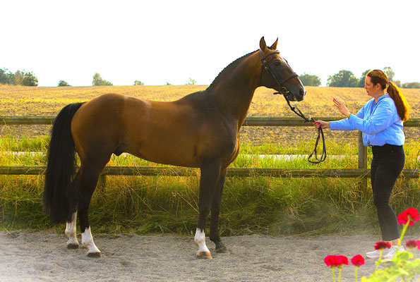 Orsaro dei Folletti e Orlando-Stakkato